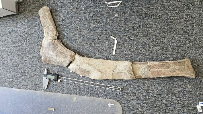 Dinosaur (Torosaurus) Rib - Montana #323433